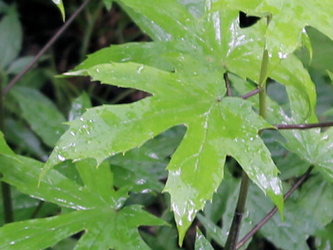 Parasenecio delphiniifolius