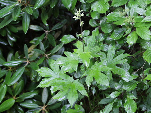 Parasenecio delphiniifolius