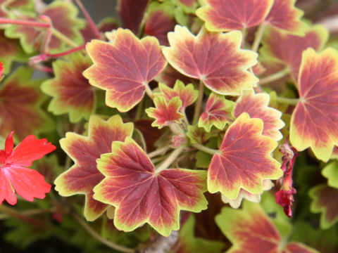 Pelargonium hortorum cv. Vancouver Centennial