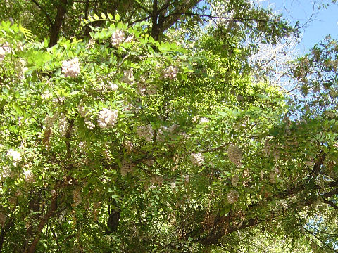 Robinia pseudo-acacia cv. Purple Robe