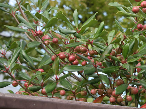 Ternstroemia gymnanthera