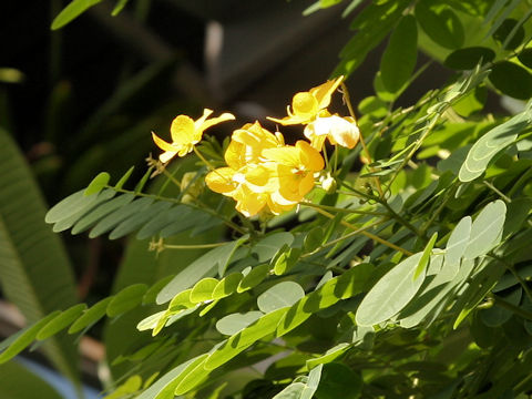 Cassia surattensis