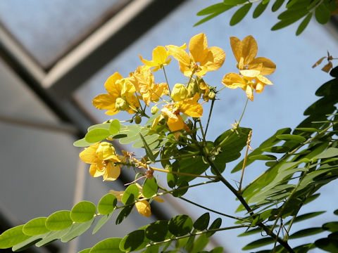 Cassia surattensis
