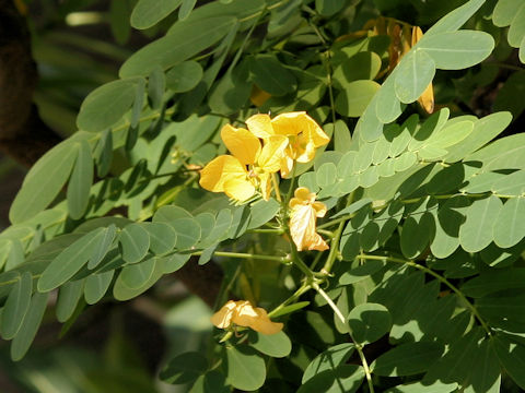 Cassia surattensis
