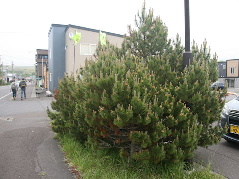 Pinus mugo