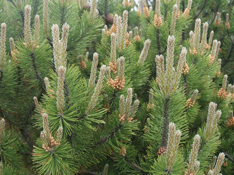 Pinus mugo