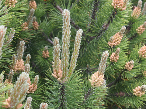 Pinus mugo