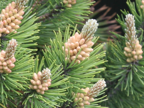 Pinus mugo