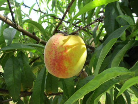 Prunus persica