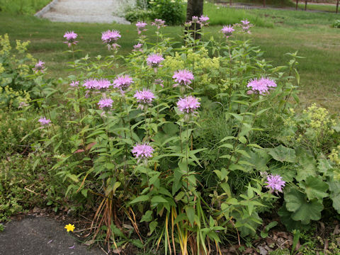 Monarda fistulosa