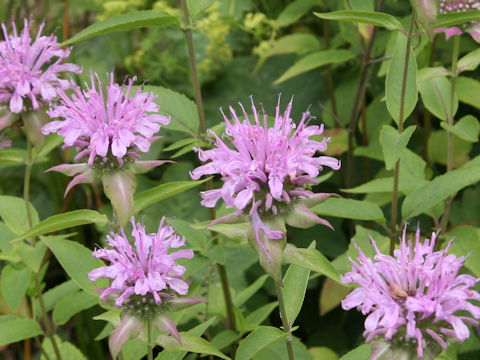 Monarda fistulosa