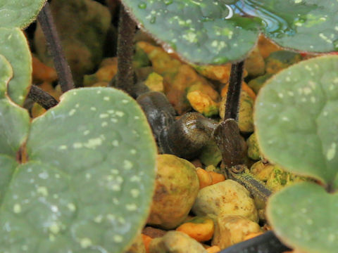 Asarum monodoriflorum