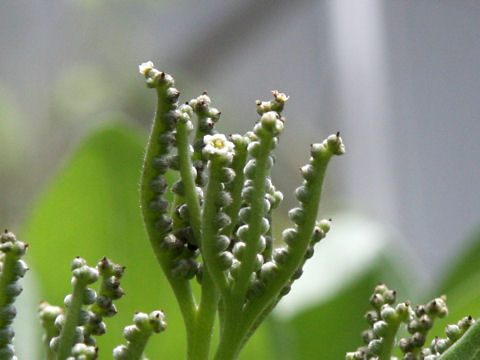 Argusia argentea
