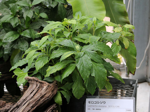 Lysimachia sikokiana