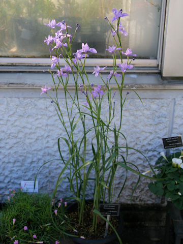 Moraea polystachya