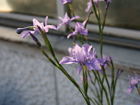 Moraea polystachya