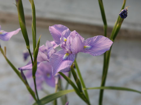 Moraea polystachya