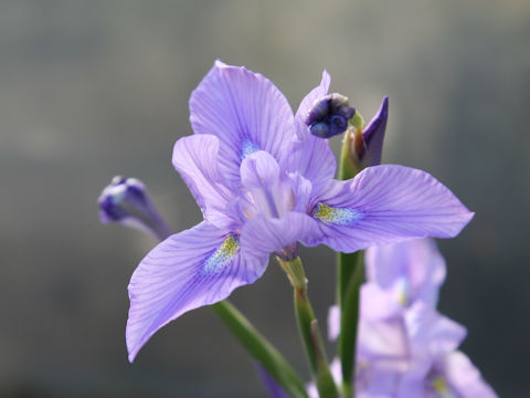 Moraea polystachya