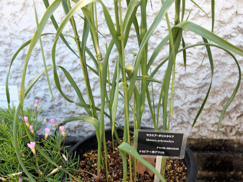 Moraea polystachya