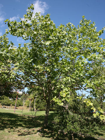 Platanus x acerifolia