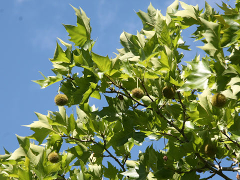 Platanus x acerifolia