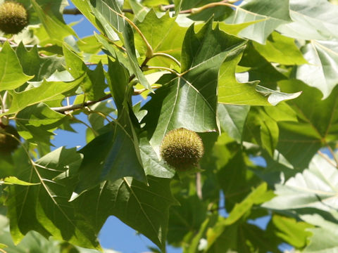 Platanus x acerifolia