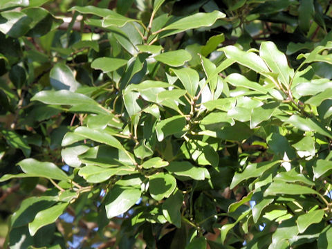 Ilex integra