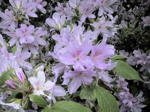 Rhododendron macrosepalum