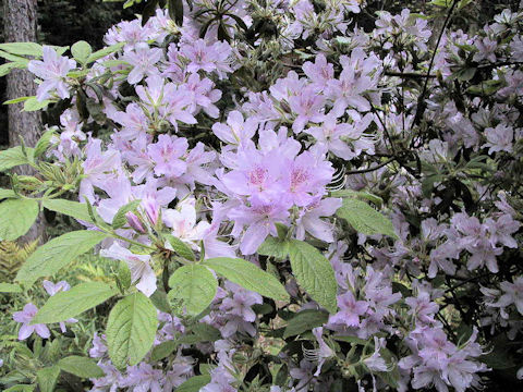 Rhododendron macrosepalum