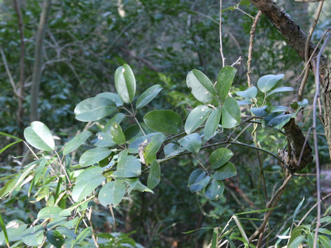 Stauntonia hexaphylla