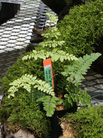 Dryopteris anadroma