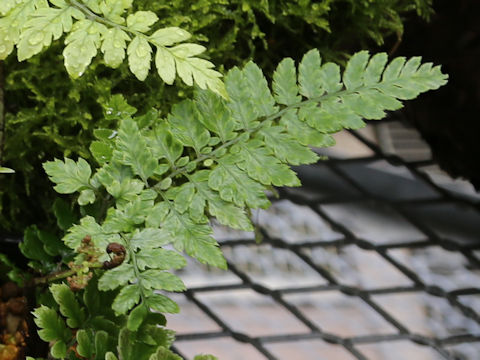 Dryopteris anadroma