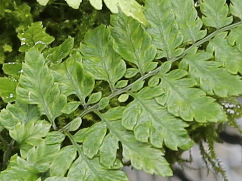 Dryopteris anadroma
