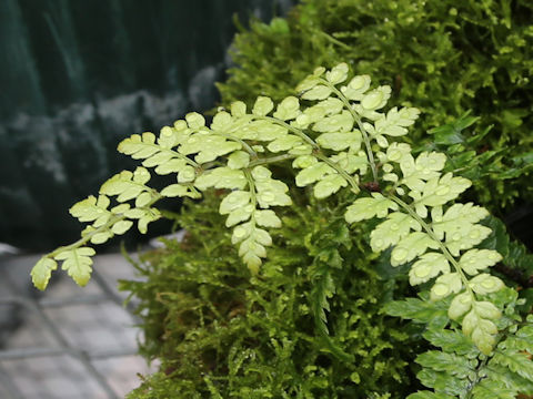 Dryopteris anadroma