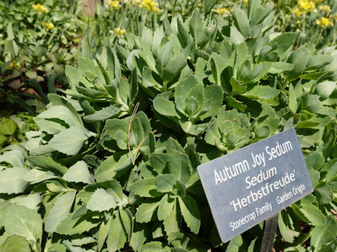 Hylotelephium pallescens cv. Herbstfreude