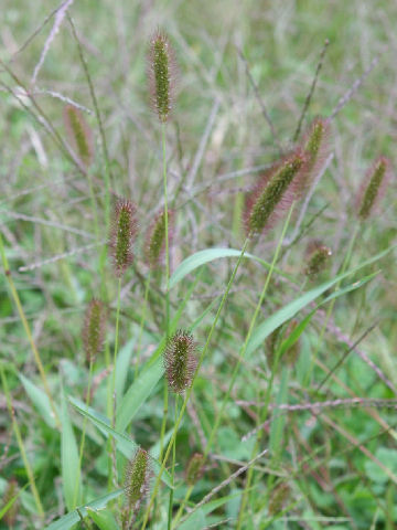 Setaria viridis ssp. minor f. misera
