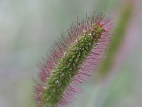 Setaria viridis ssp. minor f. misera