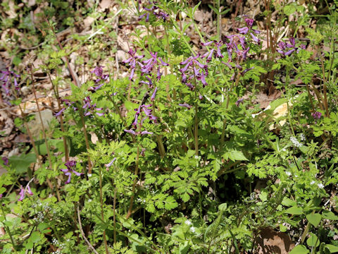 Corydalis incisa