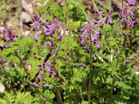Corydalis incisa