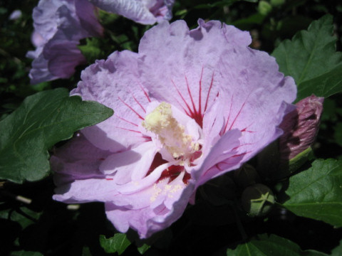 Hibiscus syriacus cv. Lavender Chiffon