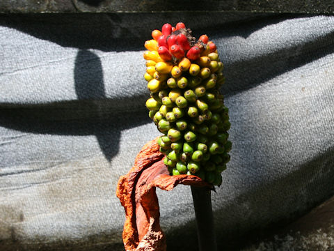 Amorphophallus bulbifer