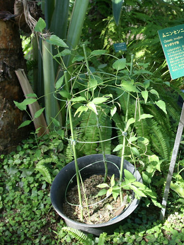 Clematis terniflora var. boninensis