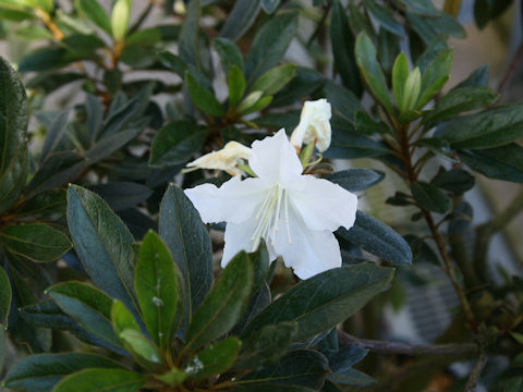 Rhododendron boninense