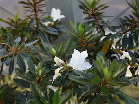 Rhododendron boninense