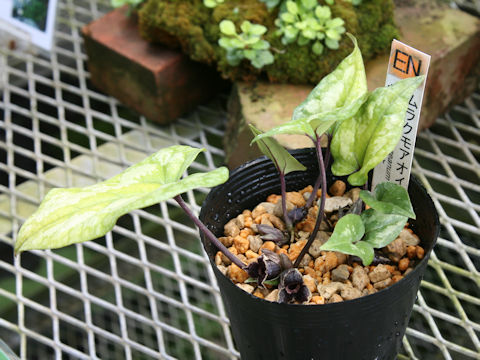 Asarum kumageanum var. satakeanum