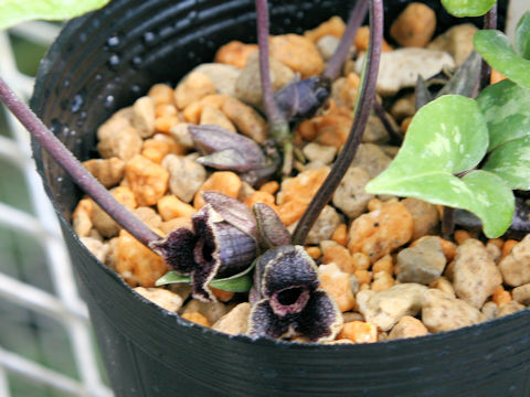 Asarum kumageanum var. satakeanum