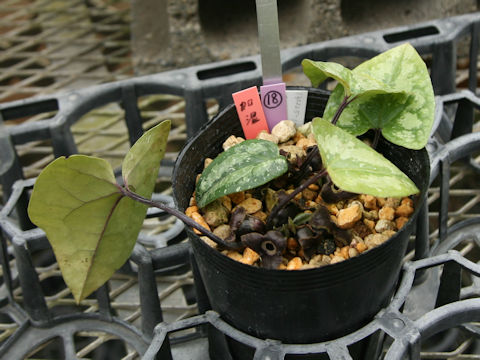 Asarum kumageanum var. satakeanum