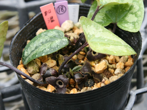 Asarum kumageanum var. satakeanum