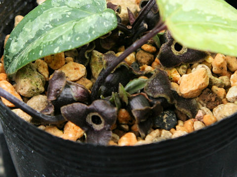 Asarum kumageanum var. satakeanum