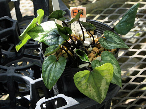 Asarum kumageanum var. satakeanum